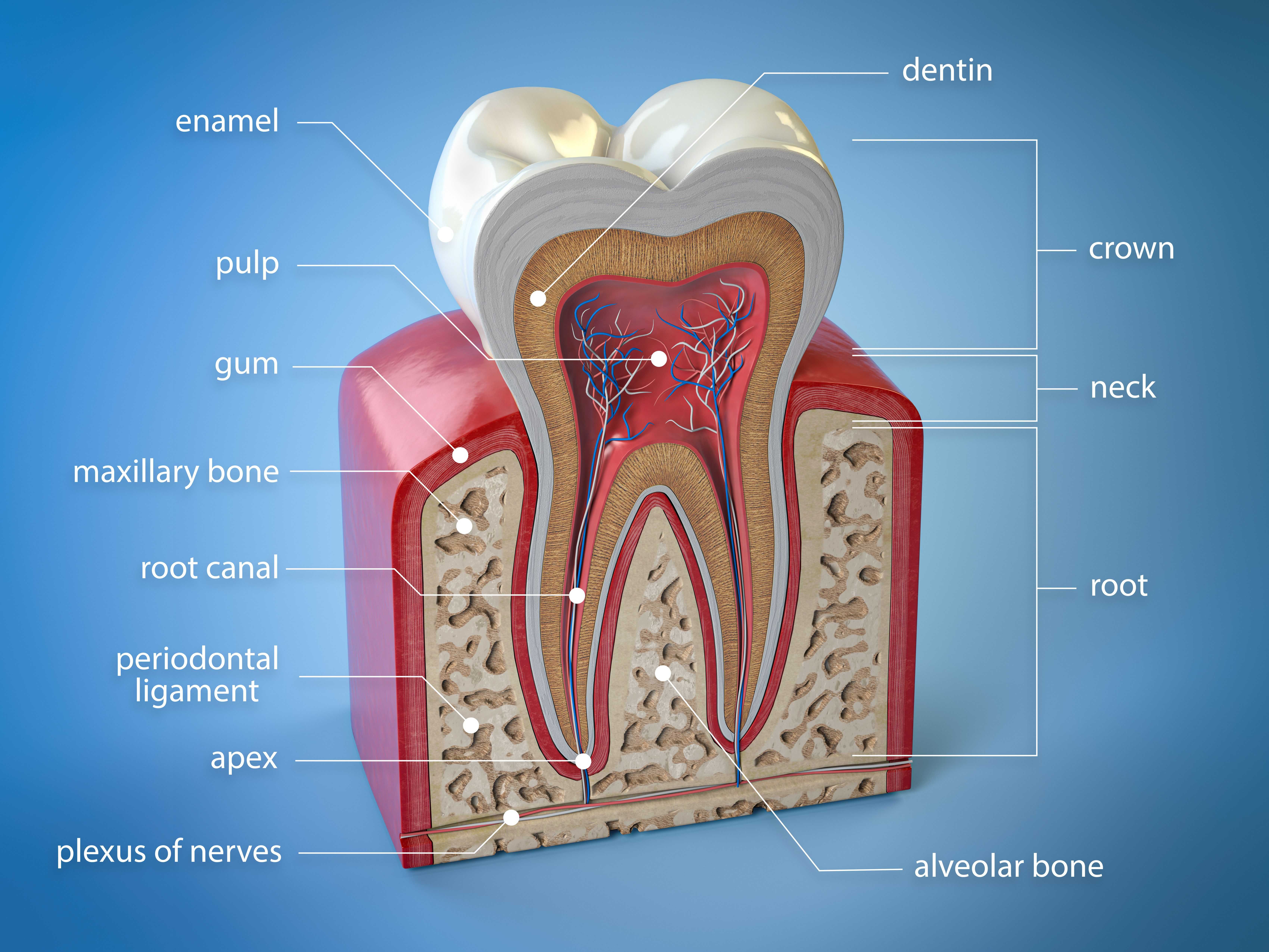 What are the Different Parts of a Tooth?