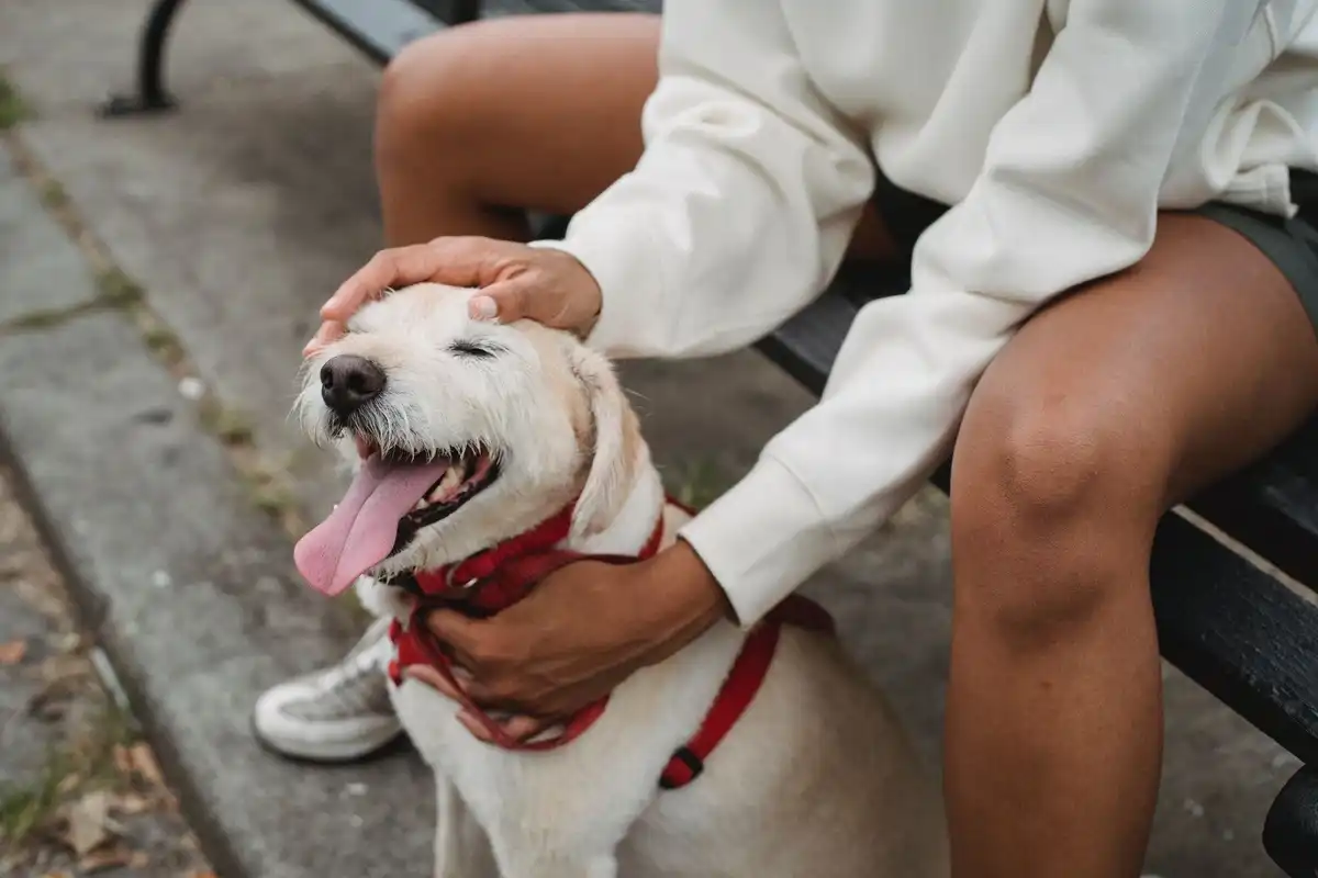 How To Brush Your Dog's Teeth - Dog Dental Care